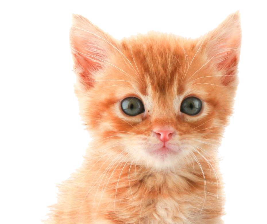 Котёнок выглядывает